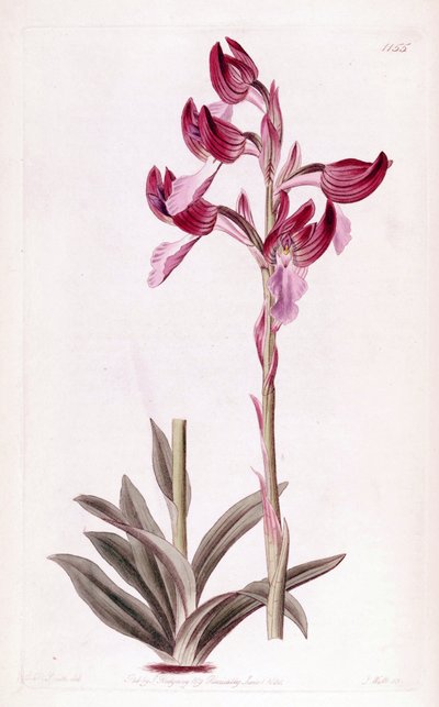 Illustration of Anacamptis papilionacea by Designer